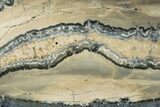 Mammoth Molar Slice With Case - South Carolina #350011-2